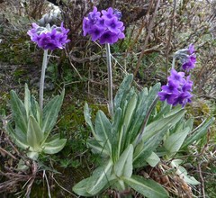 Primula macrophylla