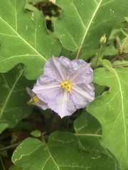 Solanum pungetium