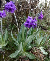 Primula macrophylla