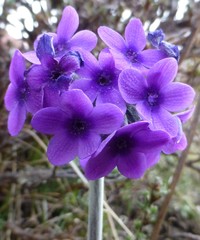 Primula macrophylla