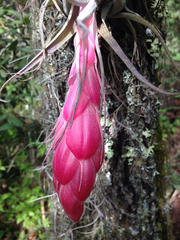 Tillandsia macdougallii