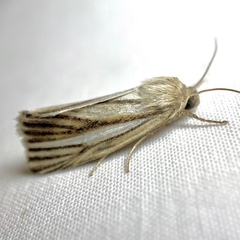 Heliocheilus cramboides