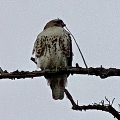 Buteo jamaicensis