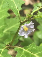 Solanum pungetium