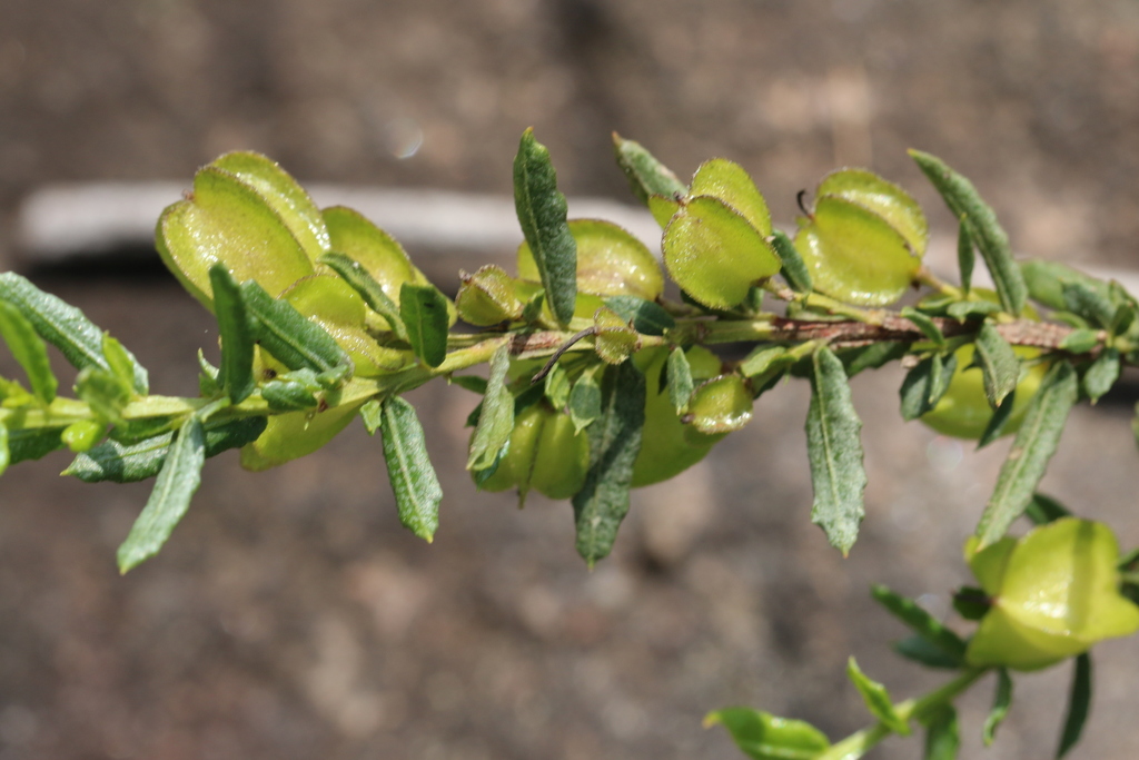 Camfield's Hop Bush
