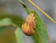 Paropsis atomaria