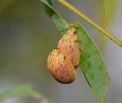 Paropsis atomaria