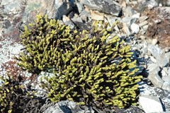 Veronica tetrasticha