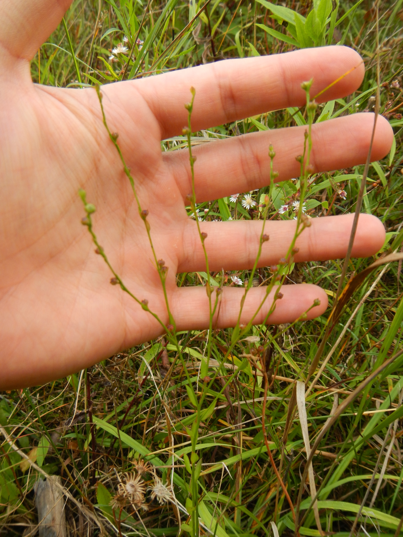 Linum medium var. medium