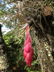 Tillandsia macdougallii