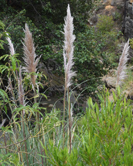 Cortaderia rudiuscula