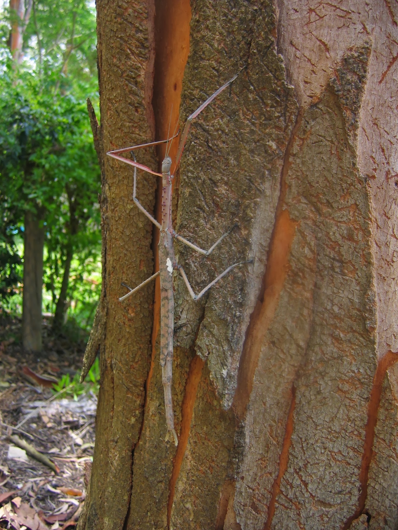 Titan Stick Insect