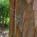 Titan Stick Insect - Photo (c) Maelle, some rights reserved (CC BY), uploaded by Maelle