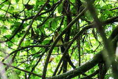Myiobius sulphureipygius
