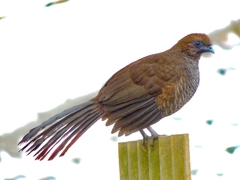Ortalis squamata