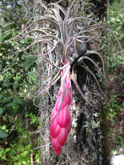 Tillandsia macdougallii