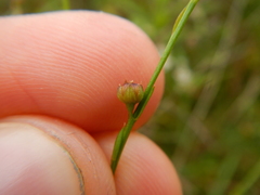 Linum medium medium