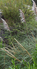 Cortaderia rudiuscula