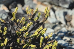 Veronica tetrasticha