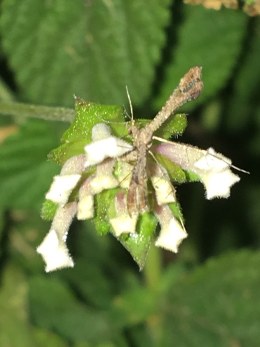 Lantana Plume Moth photo 4