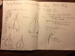 Sciuro-hypnum reflexum