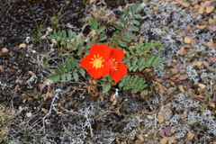 Hypseocharis pimpinellifolia