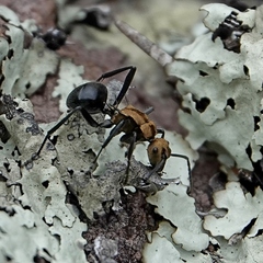 Polyrhachis semiaurata