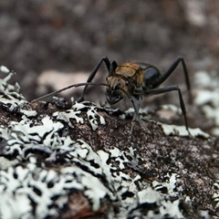 Polyrhachis semiaurata