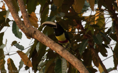 Pteroglossus aracari