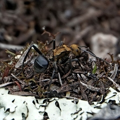 Polyrhachis semiaurata