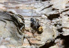 Polyrhachis aurea