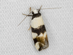 Zonopetala decisana