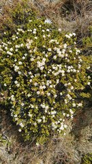 Pimelea buxifolia