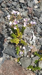 Veronica hookeriana