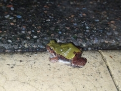 Physalaemus biligonigerus