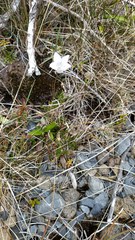 Wahlenbergia pygmaea pygmaea