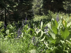 Delphinium polycladon