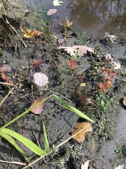 Physcomitrium immersum