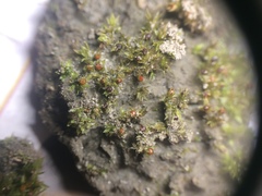 Physcomitrium immersum