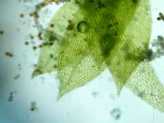 Physcomitrium immersum