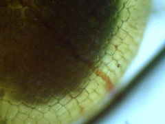 Physcomitrium immersum