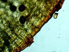 Physcomitrium immersum