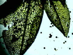 Physcomitrium immersum