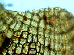 Physcomitrium immersum