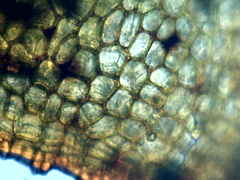 Physcomitrium immersum