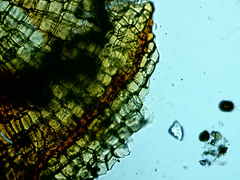 Physcomitrium immersum