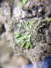 Riccia huebeneriana