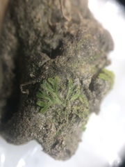 Riccia huebeneriana