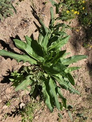Hackelia velutina