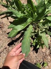 Hackelia velutina